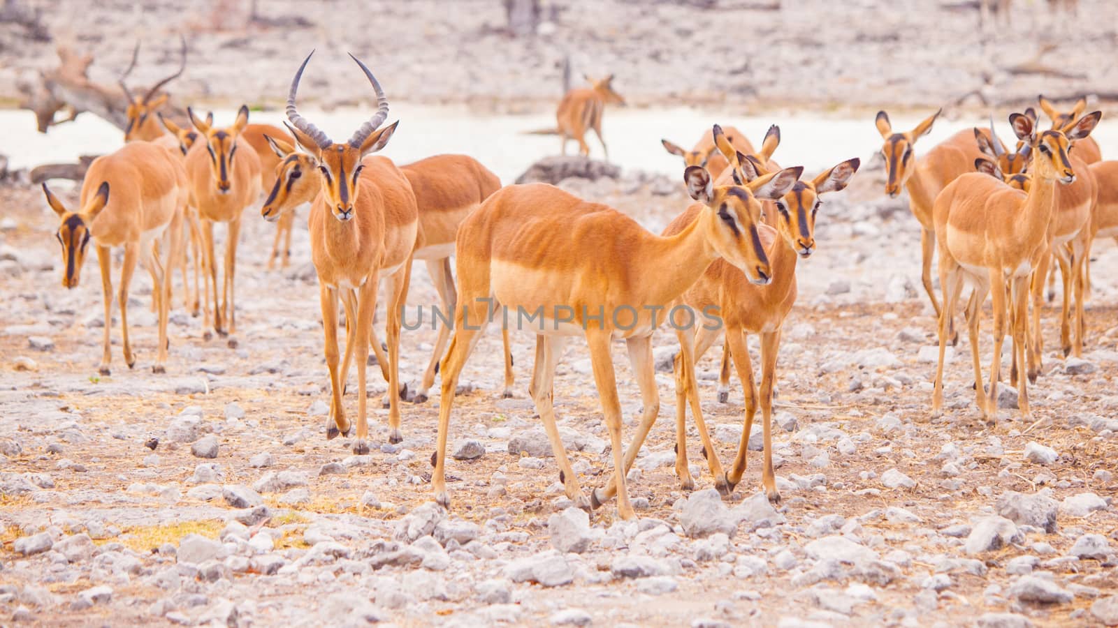 Herd of impalas at waterhole, Etosha National Park, Namibia, Africa. by pyty