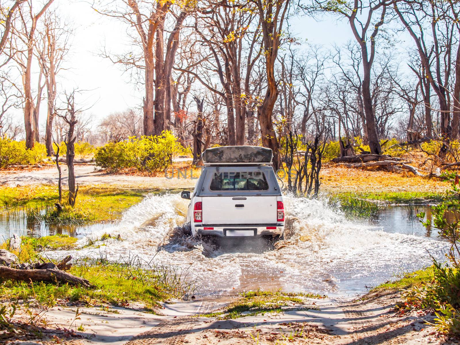Off-road car fording water on safari wild drive in Chobe National Park, Botswana, Africa by pyty