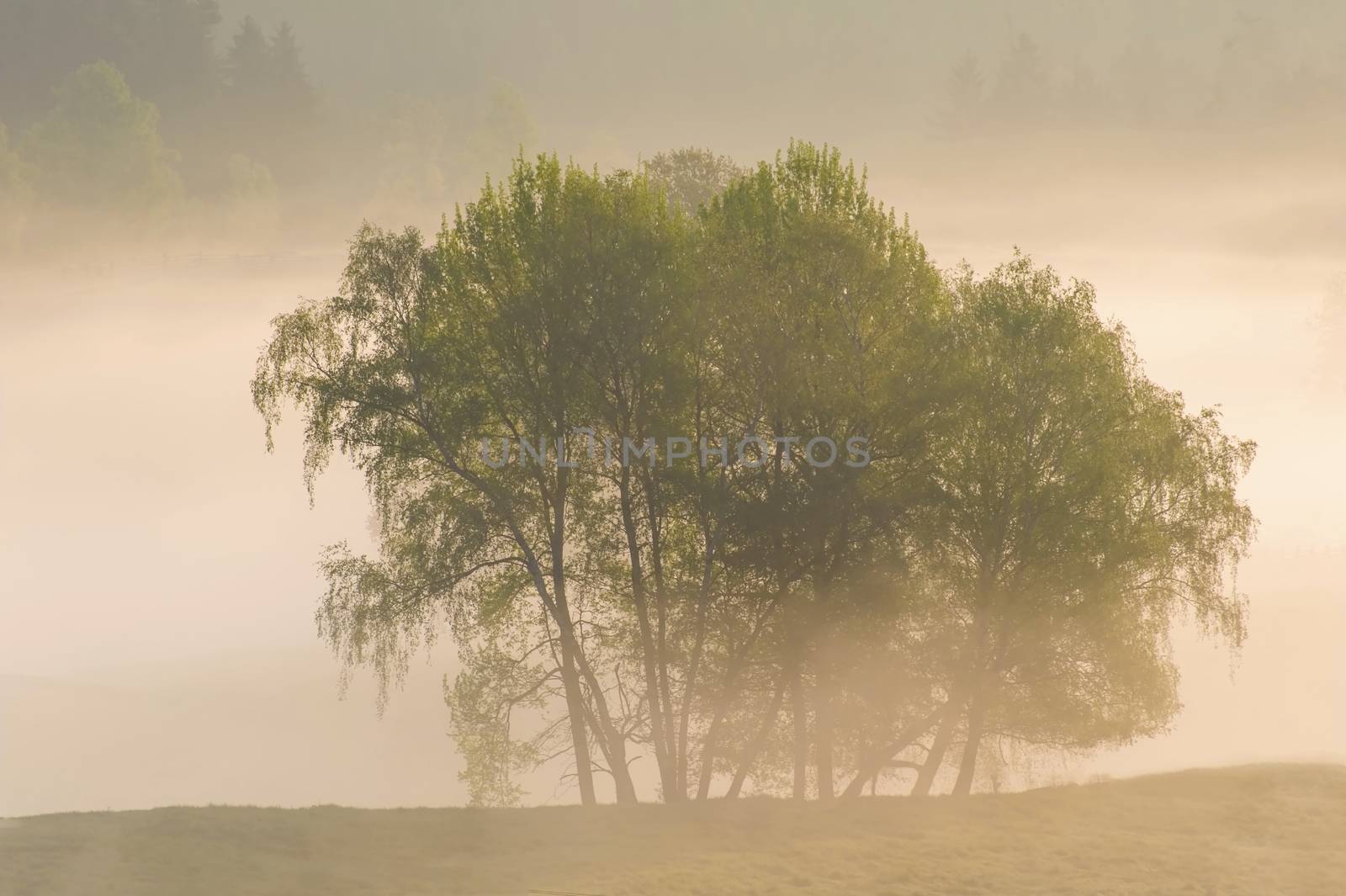 Autumn trees hide in the morning thick fog