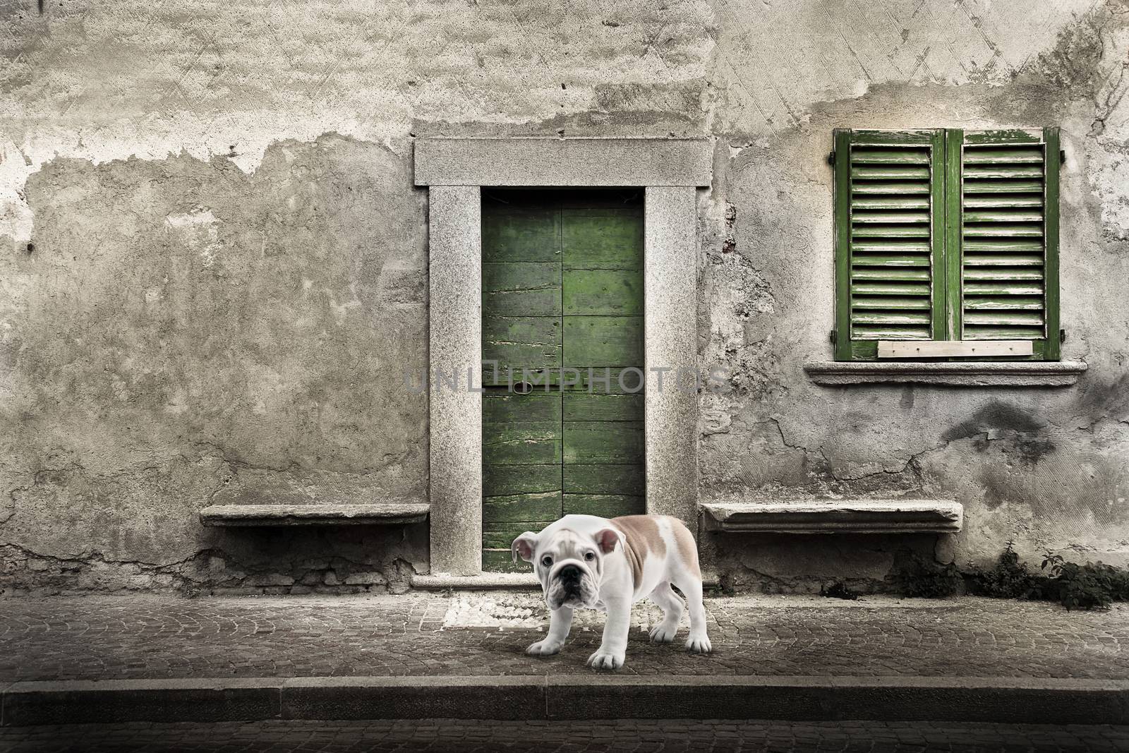 Watchdog in front of the house door