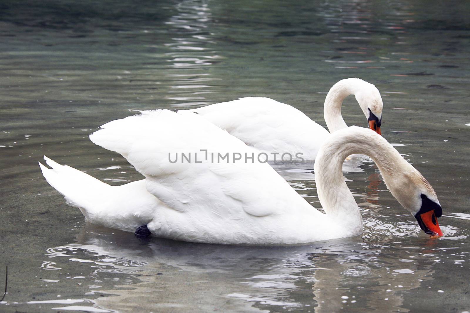 Wild Swans swimming in a pond