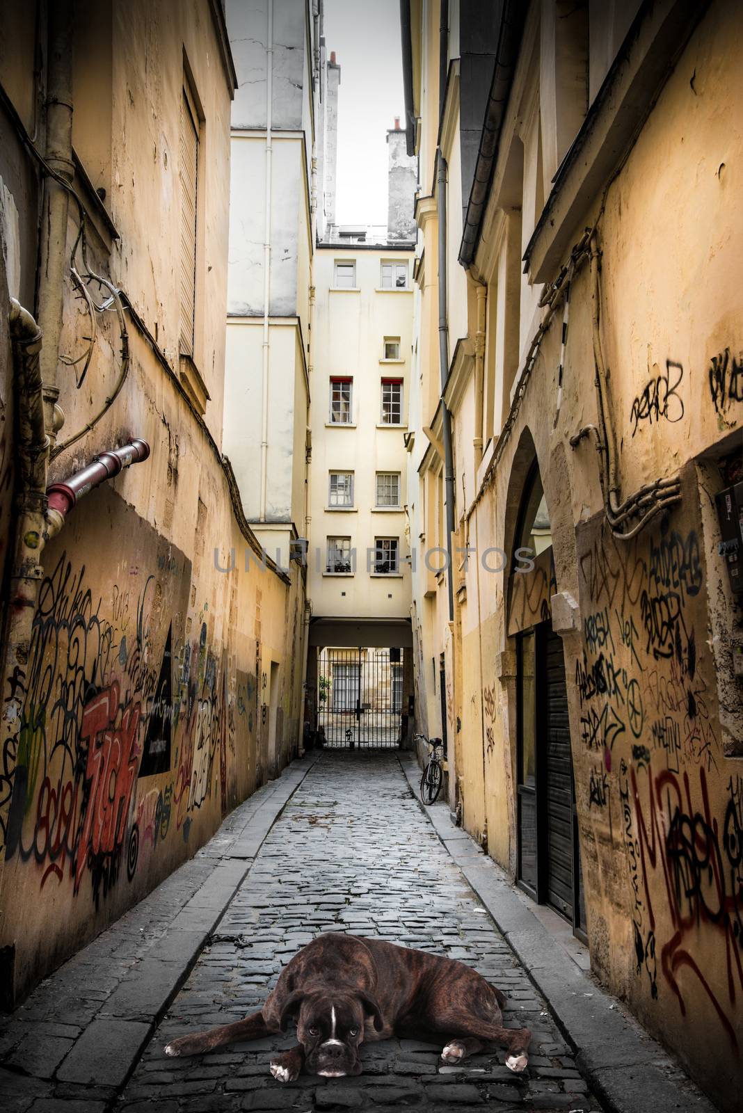 an Abandoned dog inside a small alley