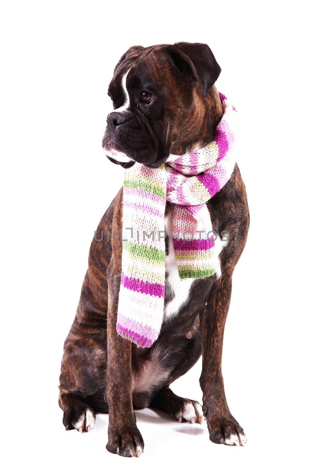 a Beautiful boxer on white background