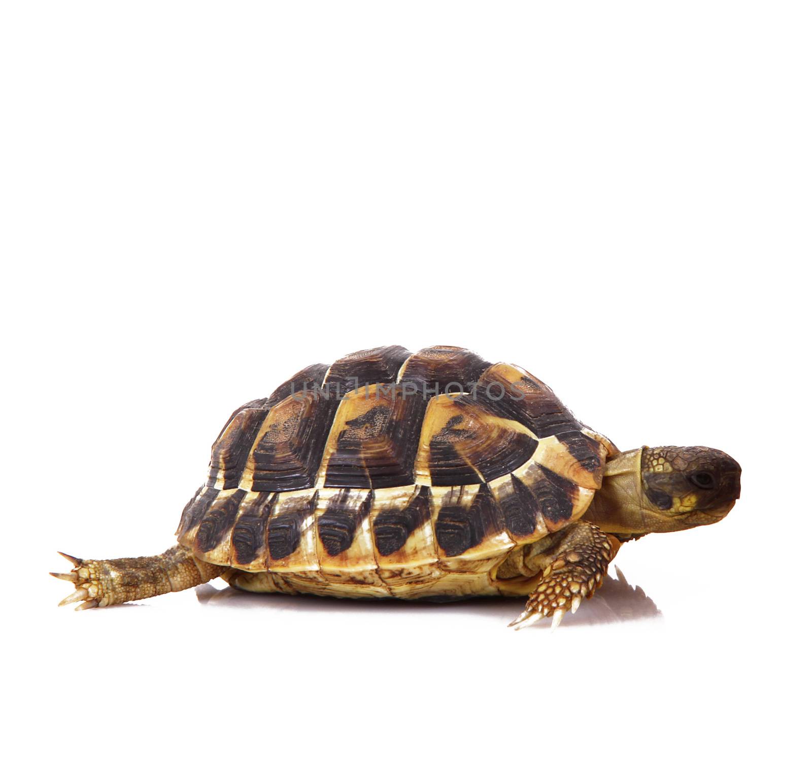 little turtle on white background
