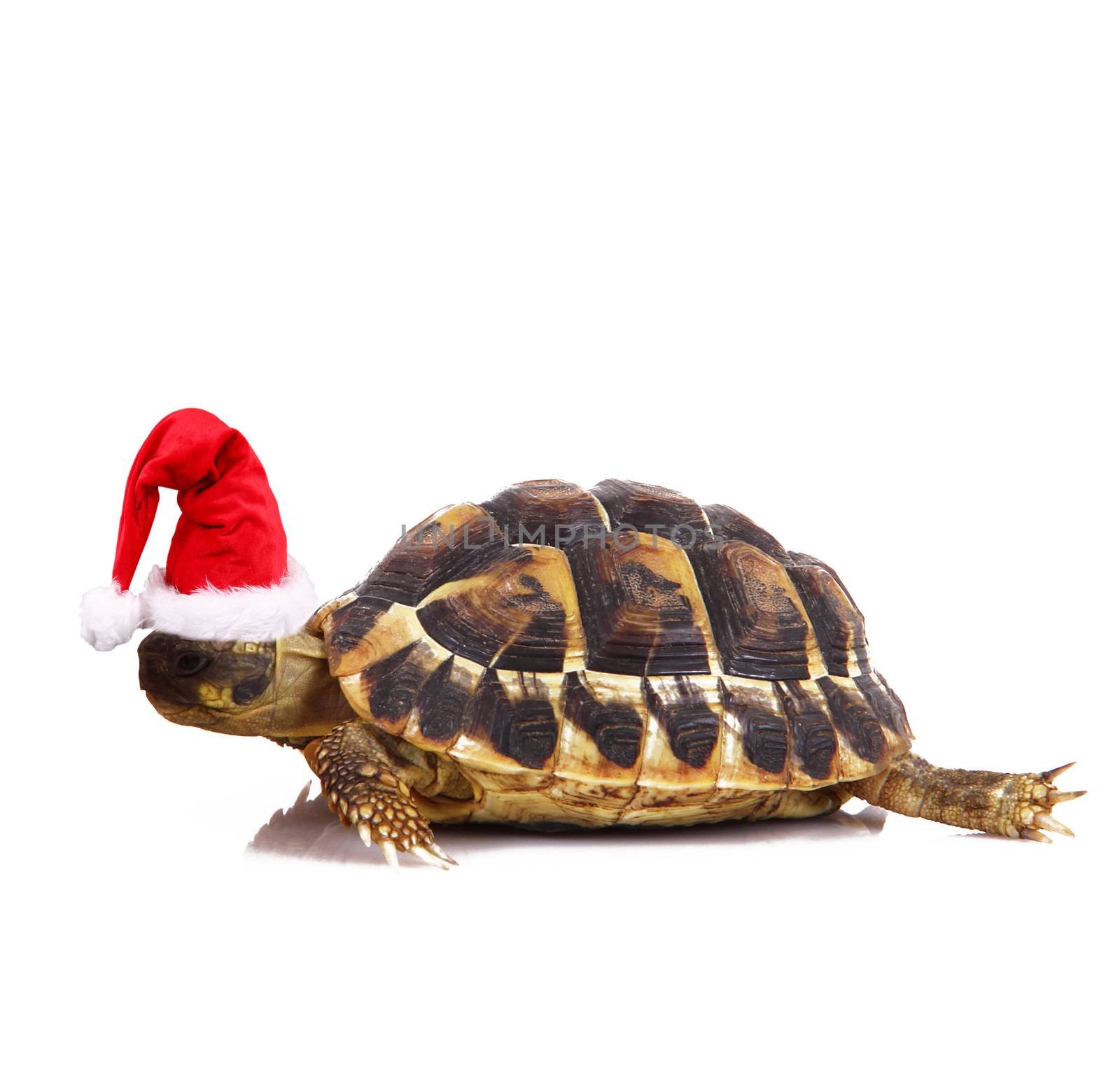 Turtle with cristhmas hat on white background