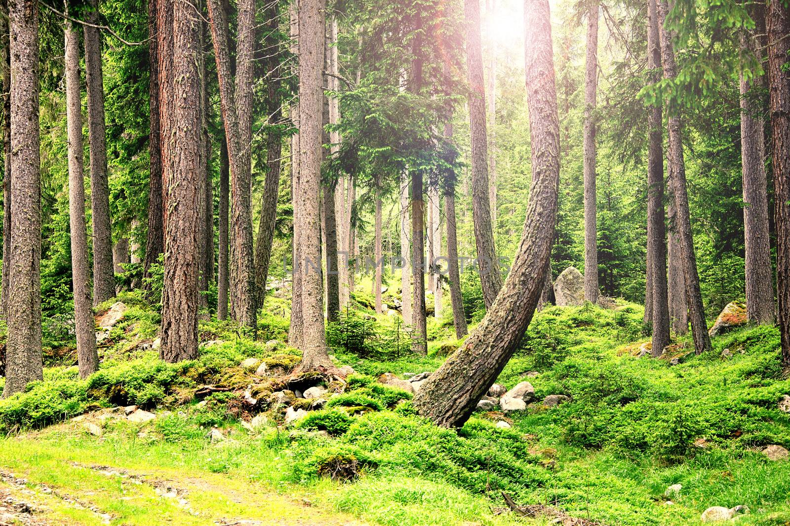 beautiful landscape of a forest