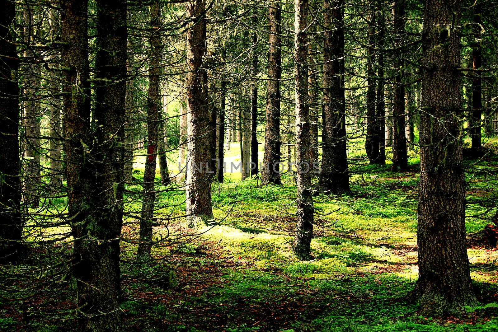 beautiful landscape of a forest