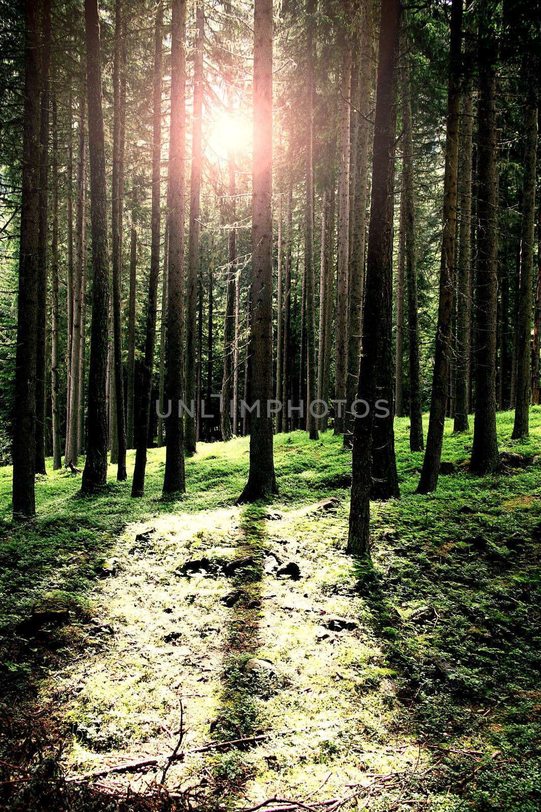 beautiful landscape of a forest
