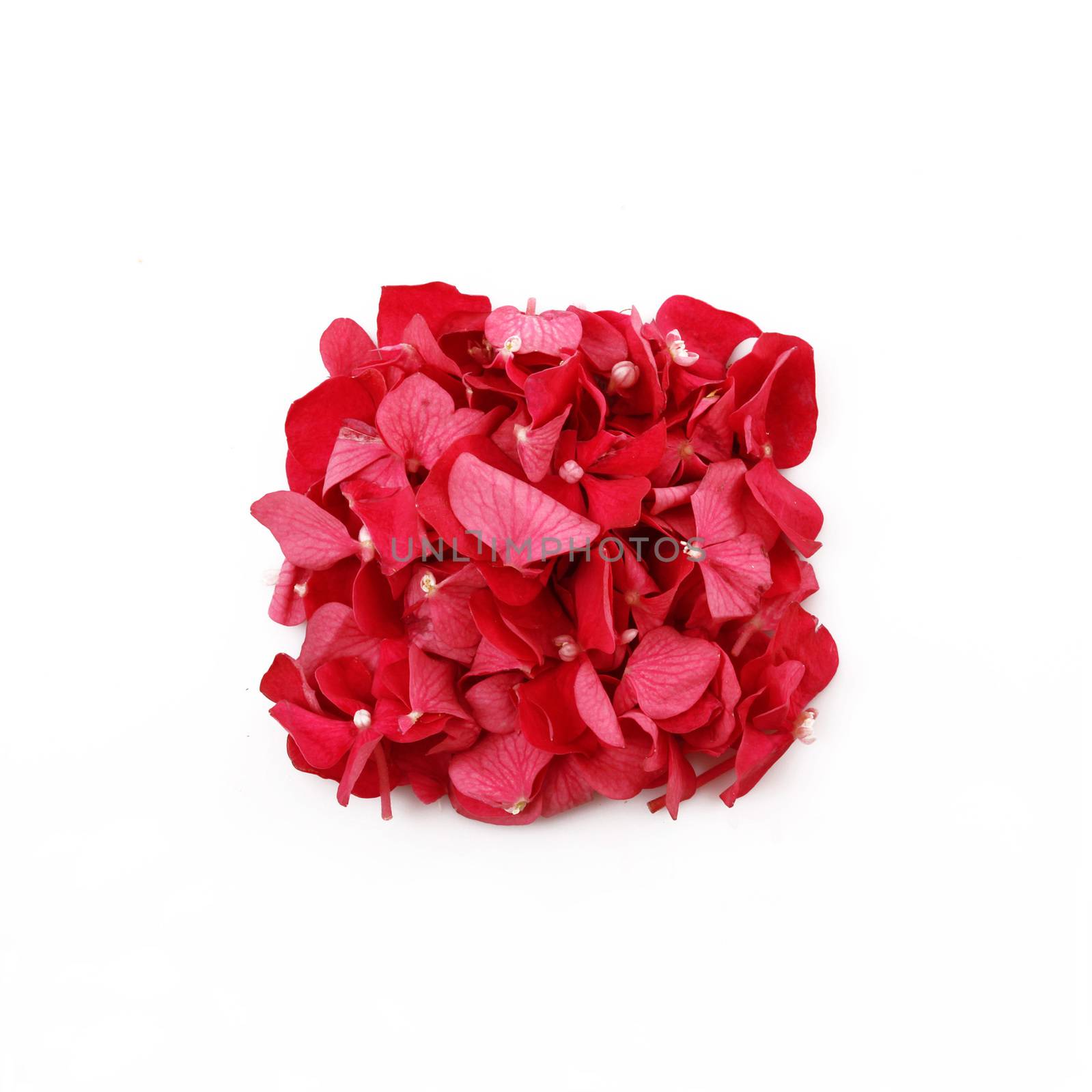 Dried aromatic Essences on white background