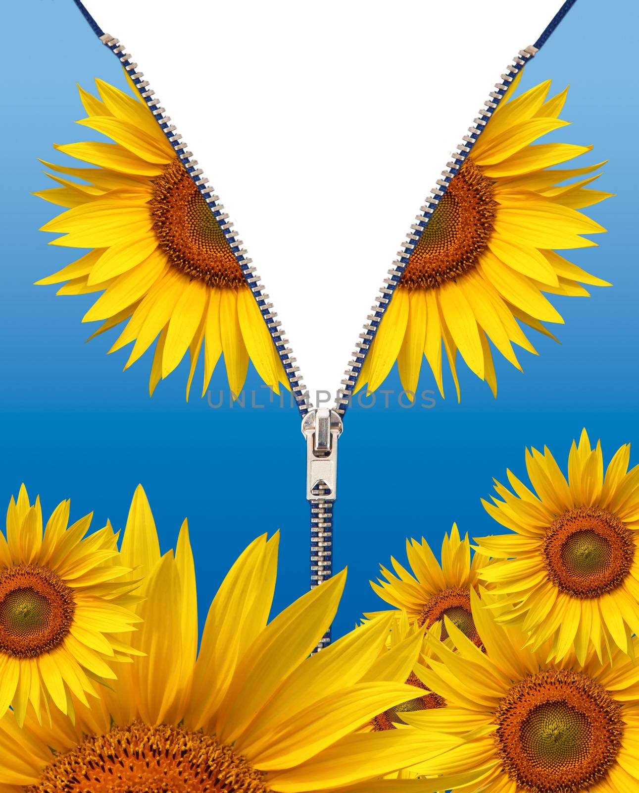 half sunflower on white background