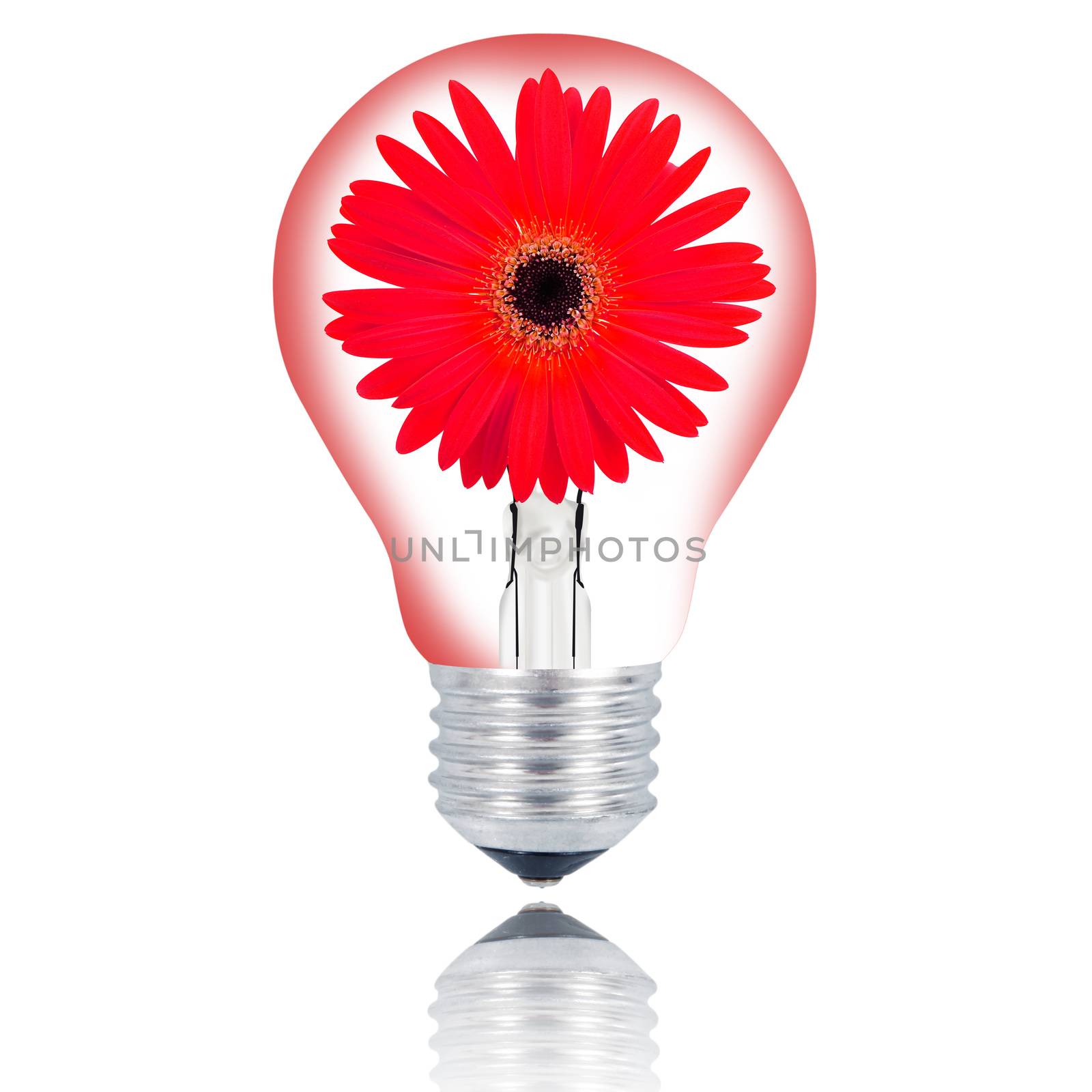 flower light bulb on hand on white background