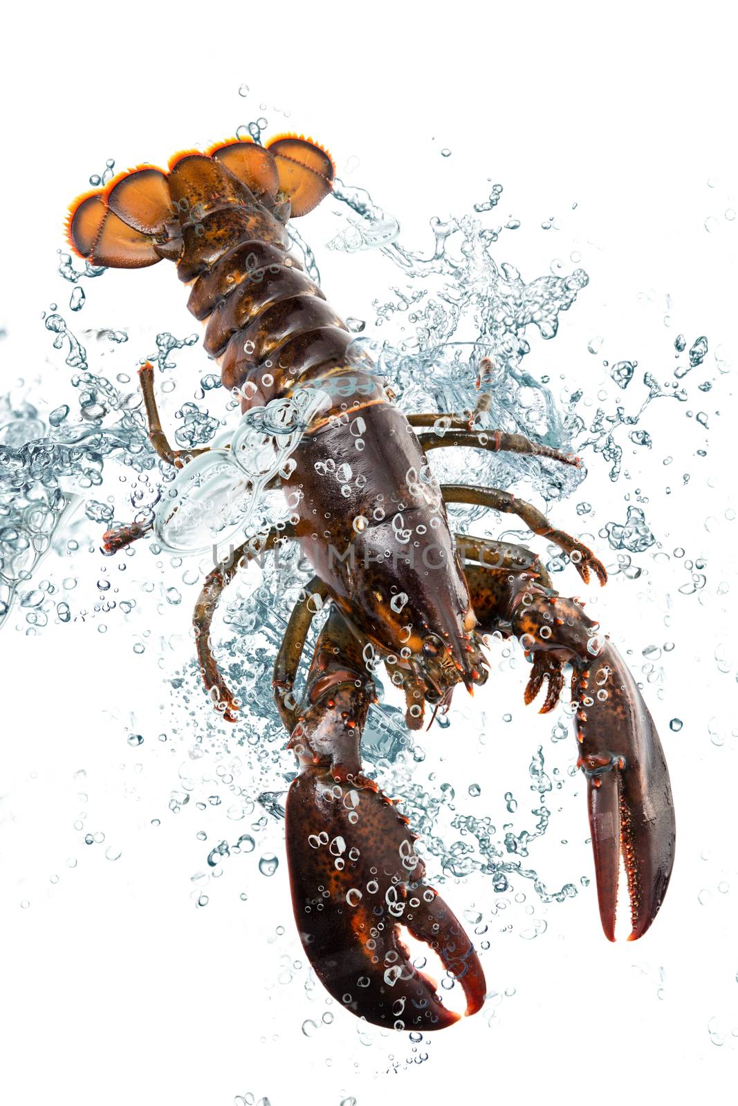 fresh common lobster falling in water