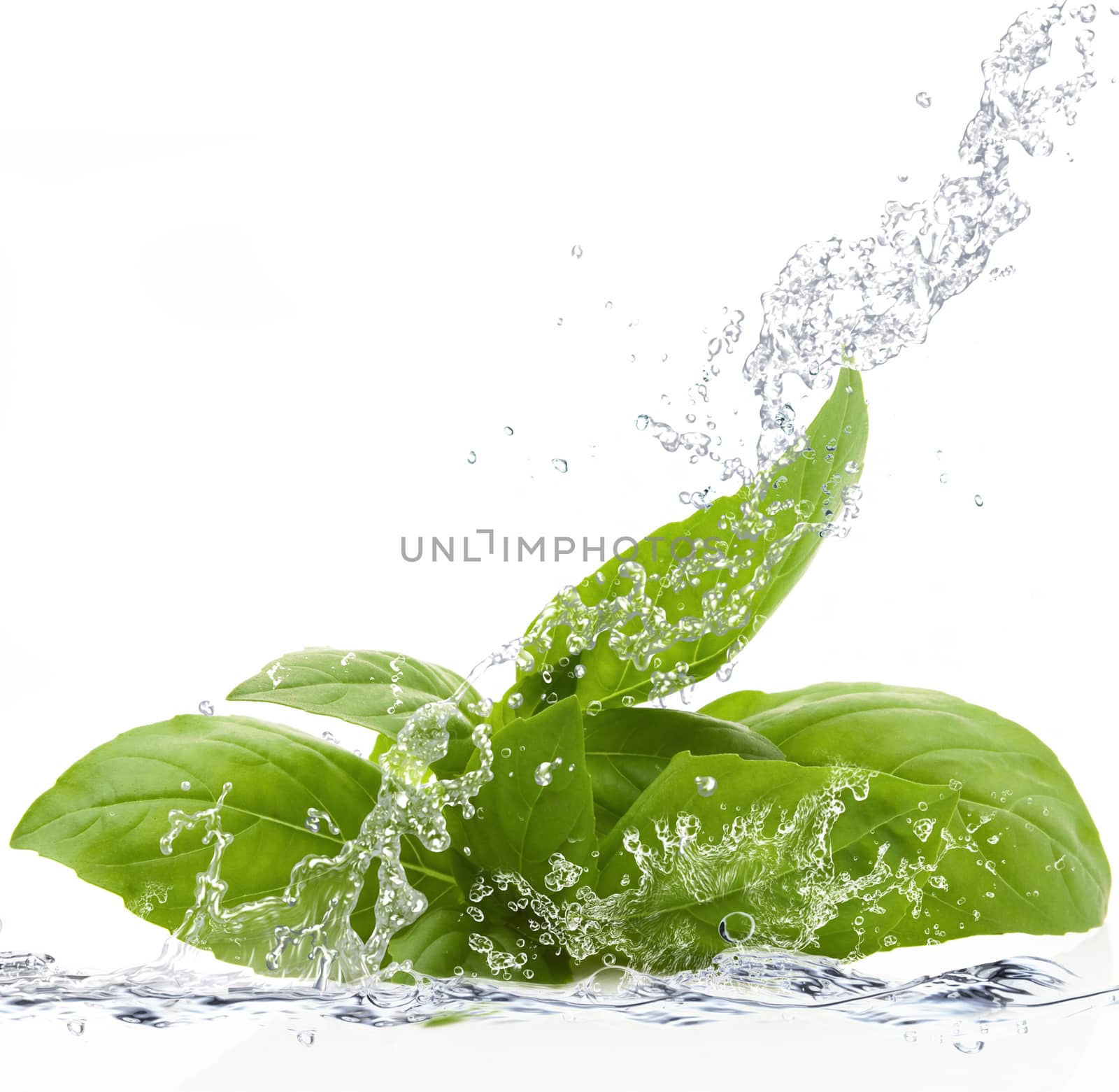 Fresh basil falling in pure water