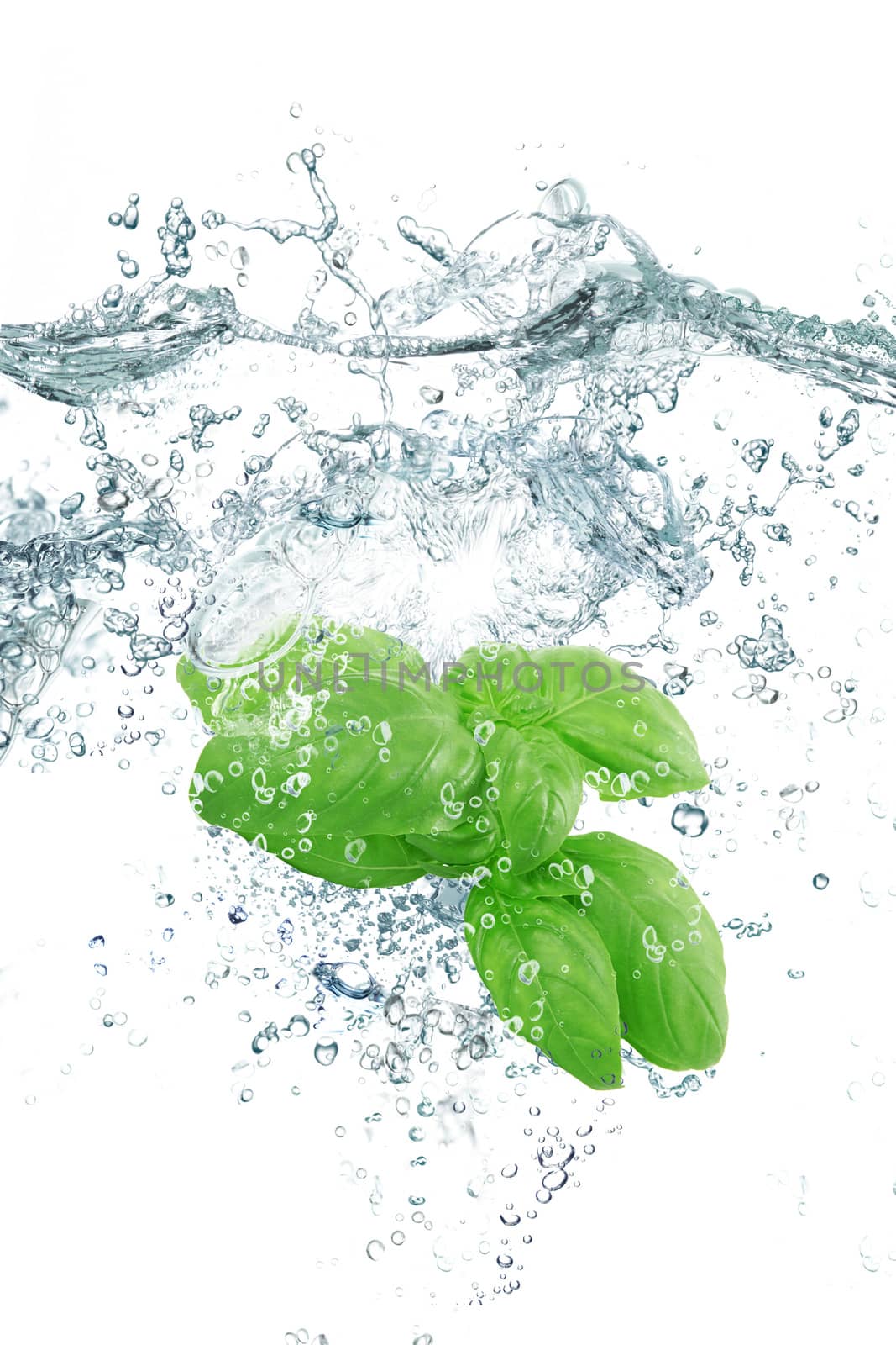 Fresh basil falling in pure water