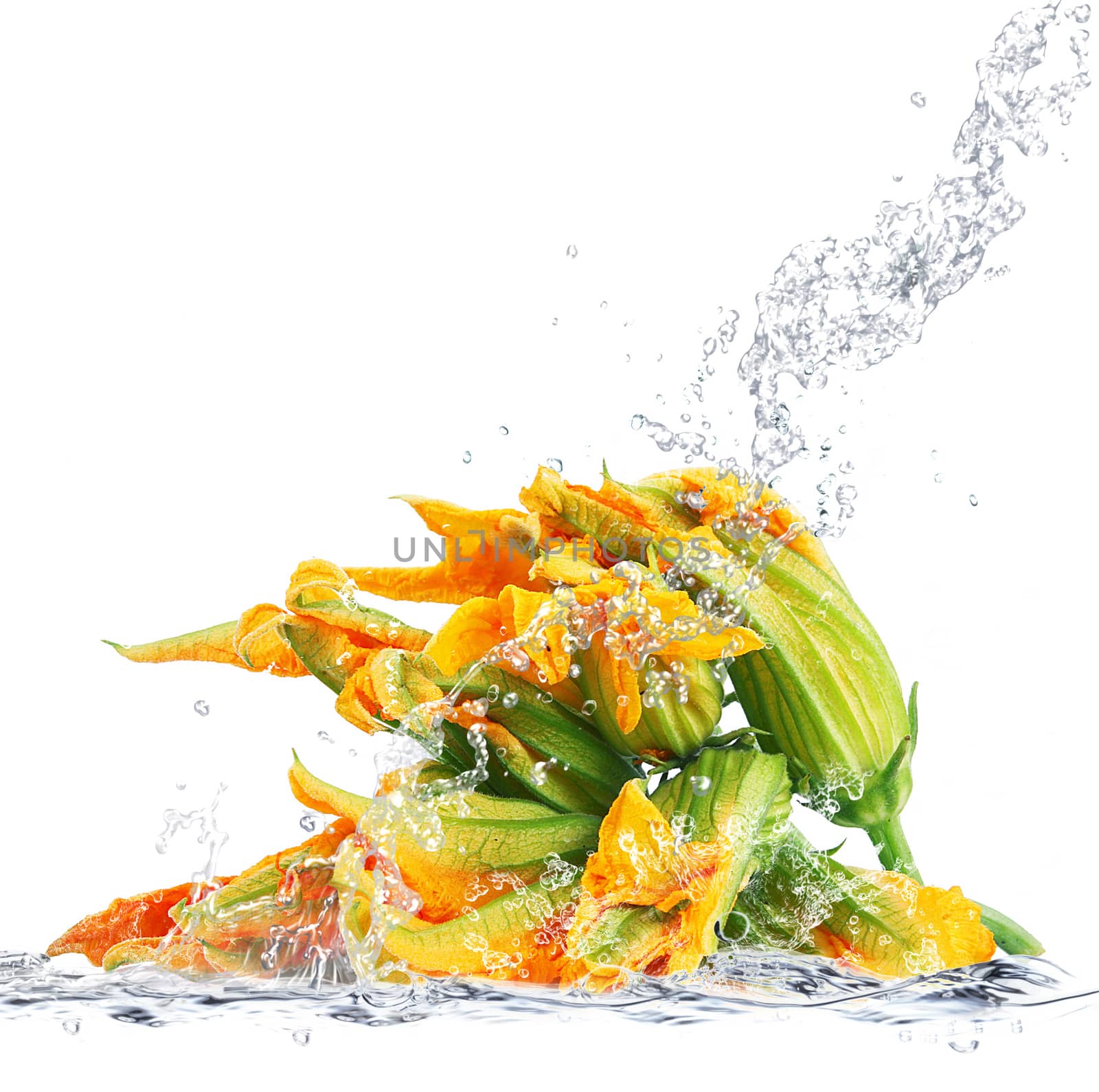 fresh pumpink flower falling in pure water