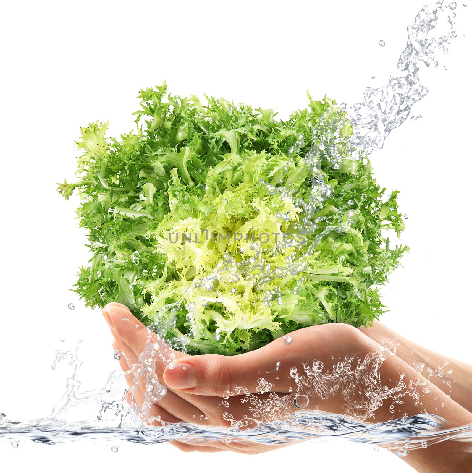 Fresh salade hand-held under fresh water