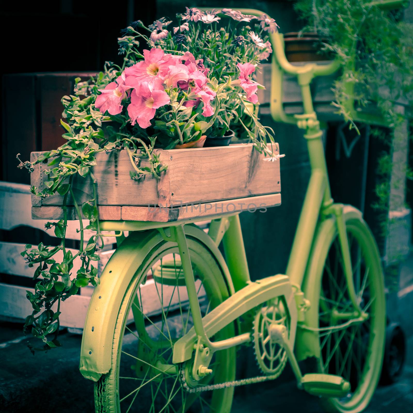 Old bicycle converted into a flower pot by mikelju