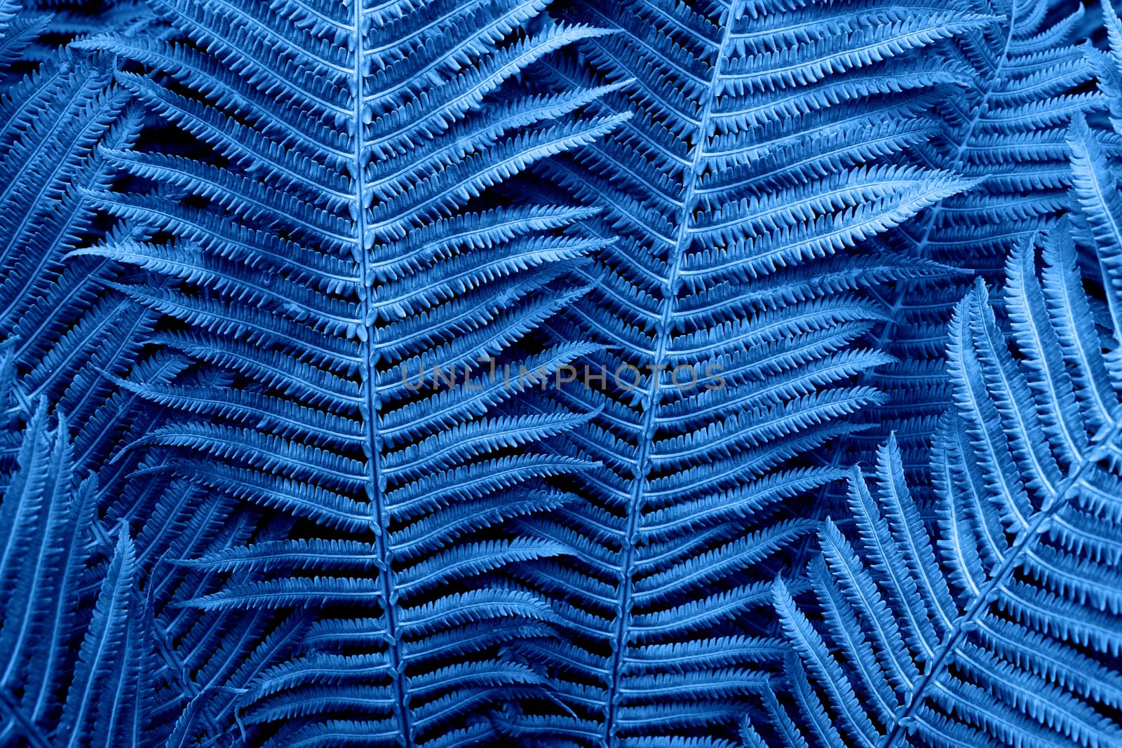 Floral background. Glowing fern in neon trendy color Classic Blue. For lifestyle blog, social media. Horizontal. Concept color of the year 2020.