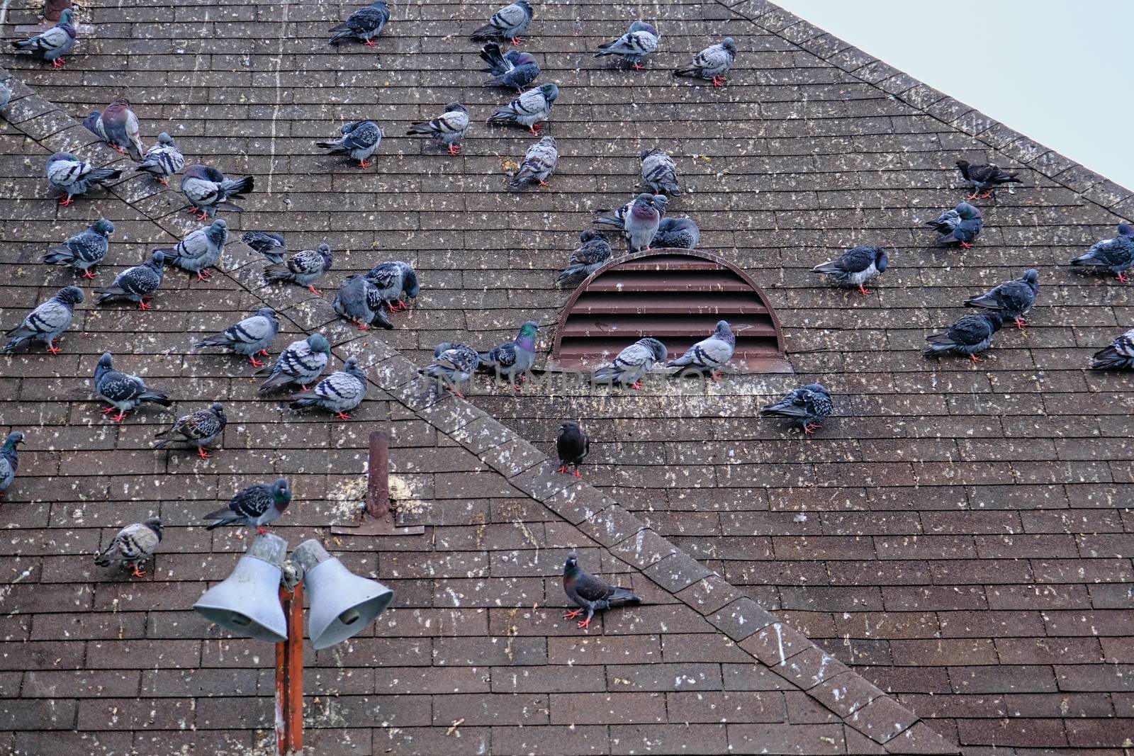 Pigeons Roosting on Roof with Brown Shingles