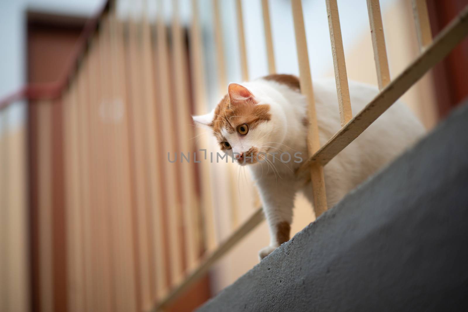 cat upside down on stair case.