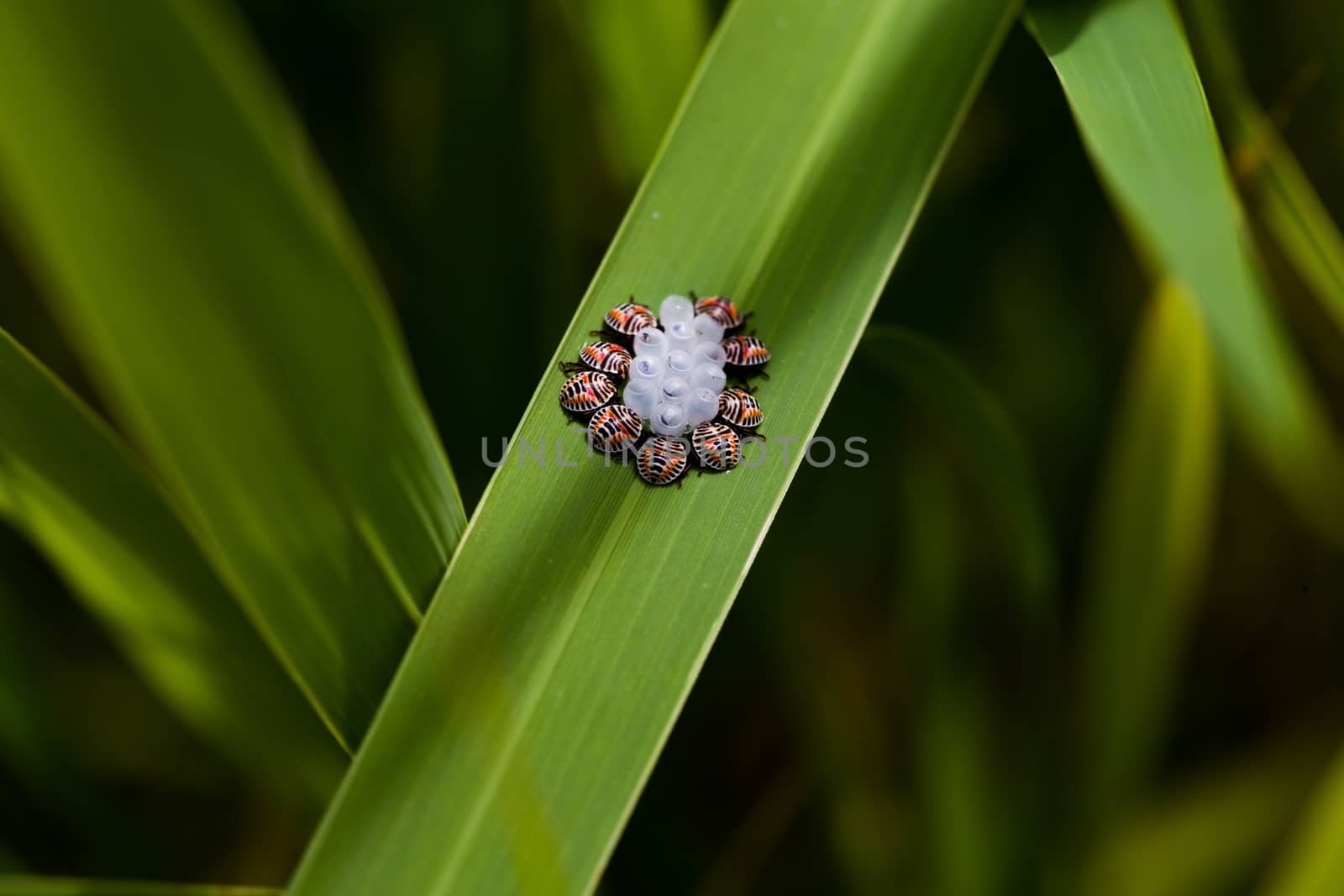 A group of harlequin bugs sitting around their eggs on a long, green leaf.