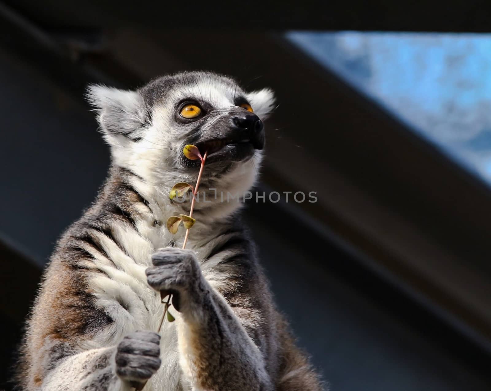 A lemur (Lemuroidea) soaks up the sun in Kobe, Japan. by blueandrew8000@hotmail.com