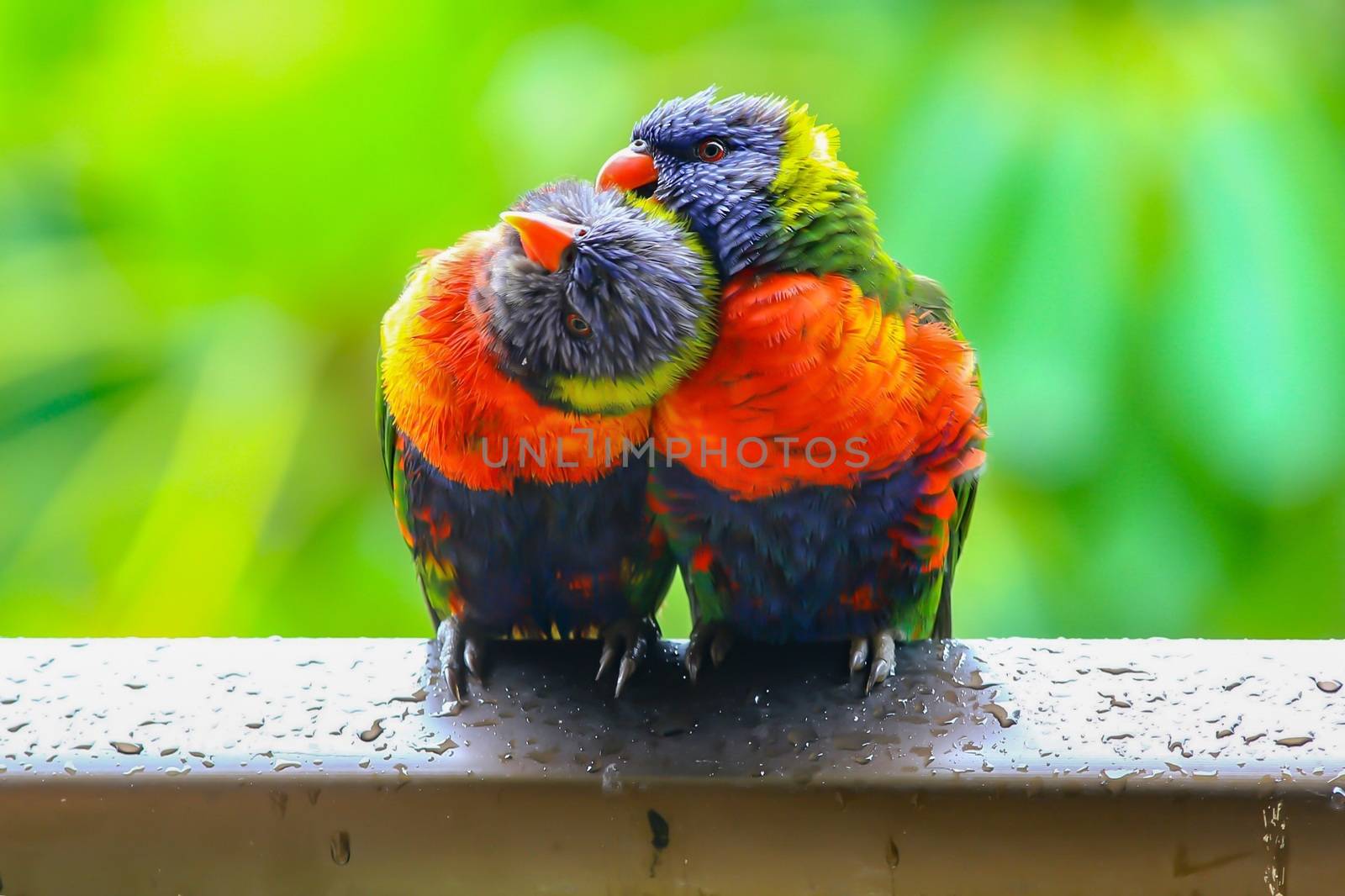 Rainbow lorikeets preening each other after the rain by blueandrew8000@hotmail.com