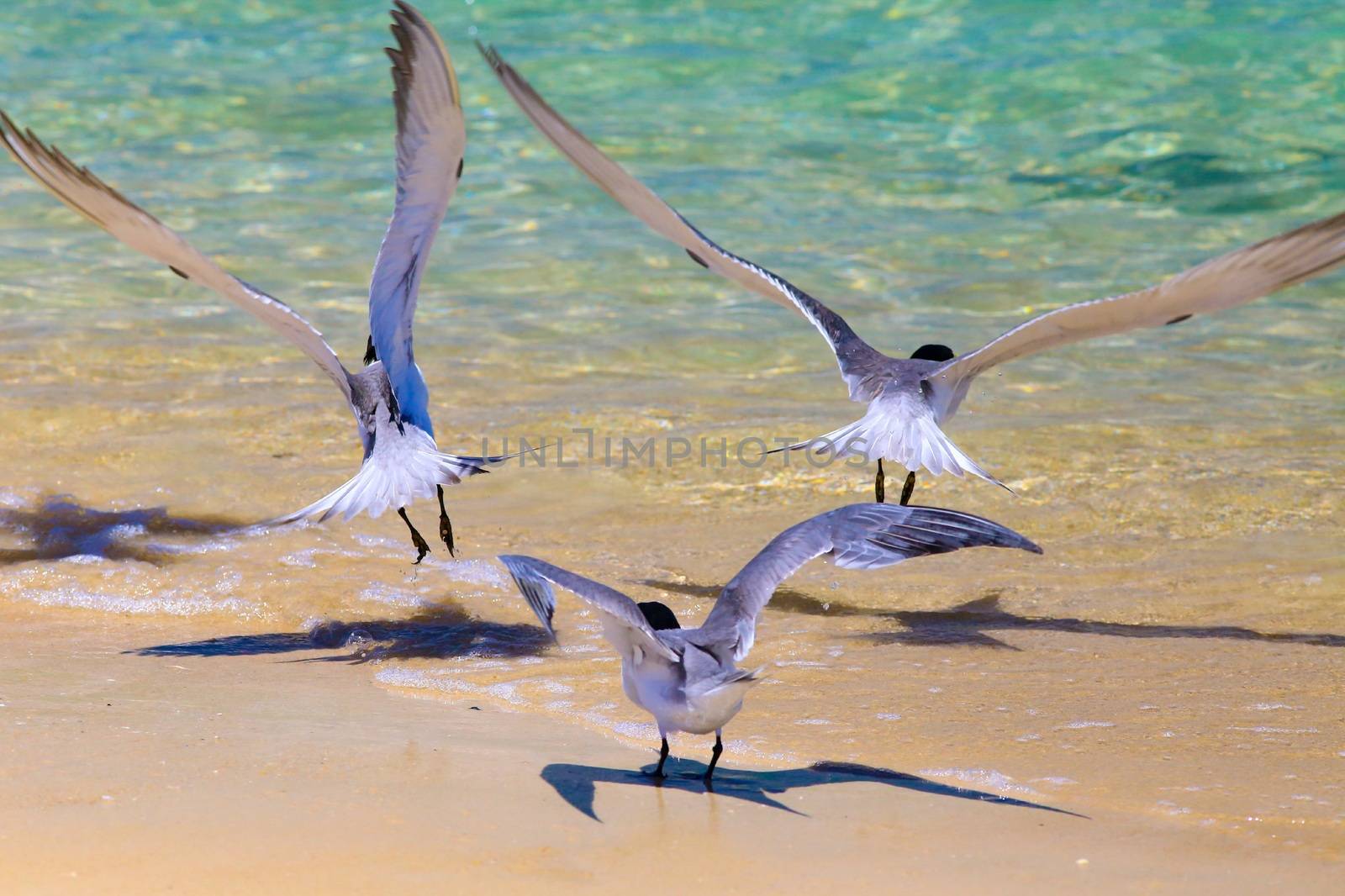 Group of 3 terns taking off from the beach on Great Keppel Island, Australia.
