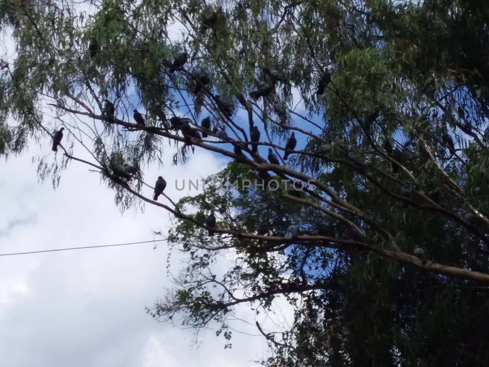 some birds on a branch