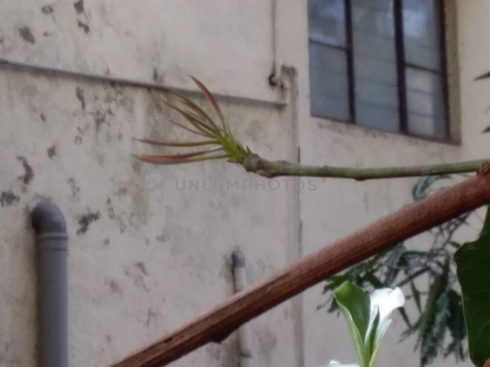 new leaves of mango tree on a branch