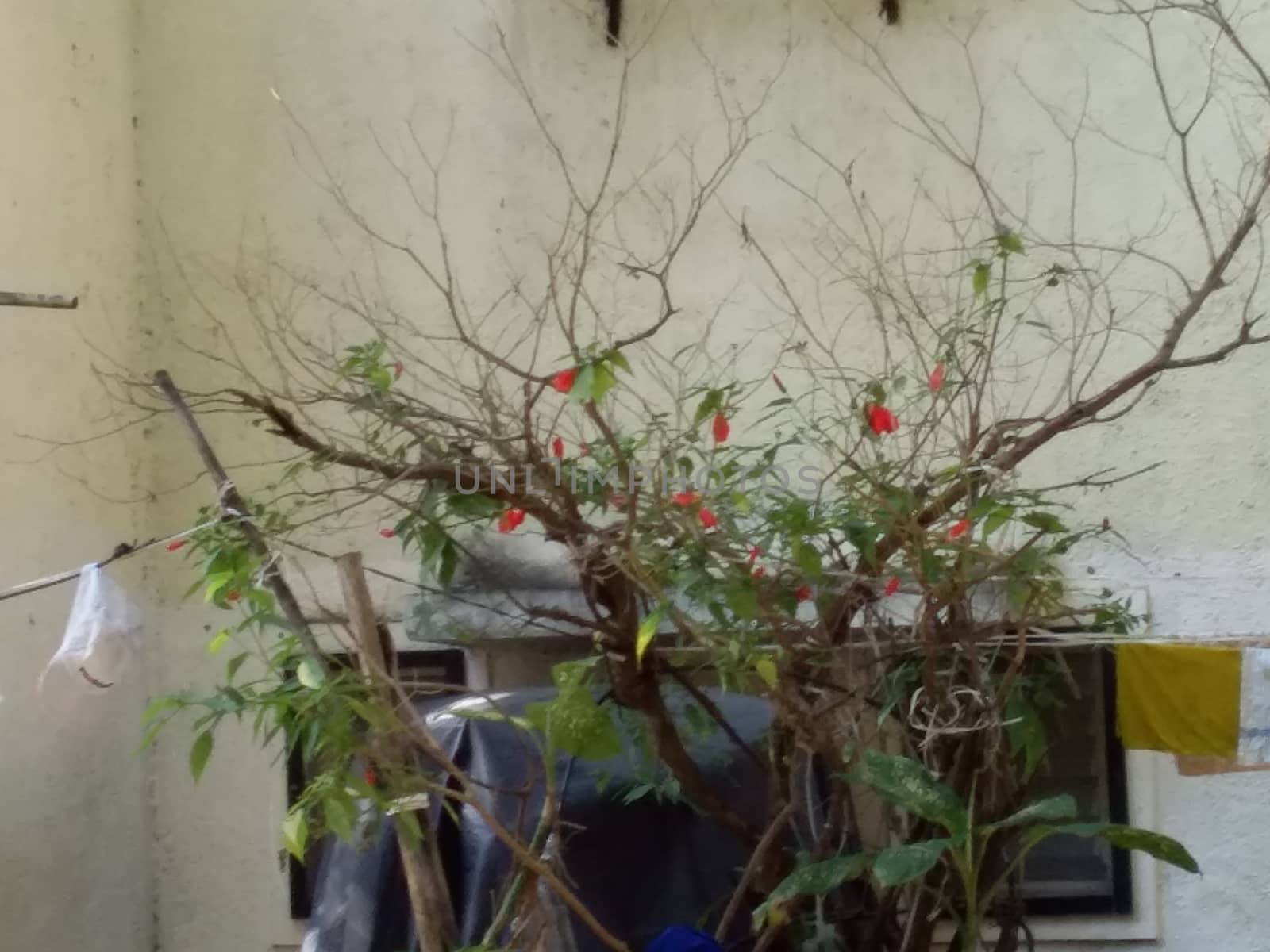 a hibiscus plant during autumn season