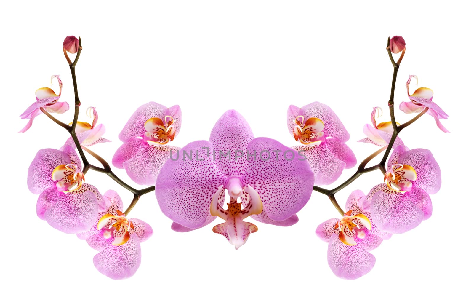 Purple Orchid Vignette by kvkirillov