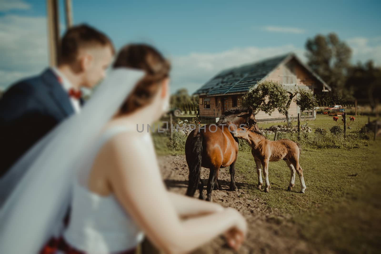 Bride with horse, romantical photo. Horses pasture on the meadow