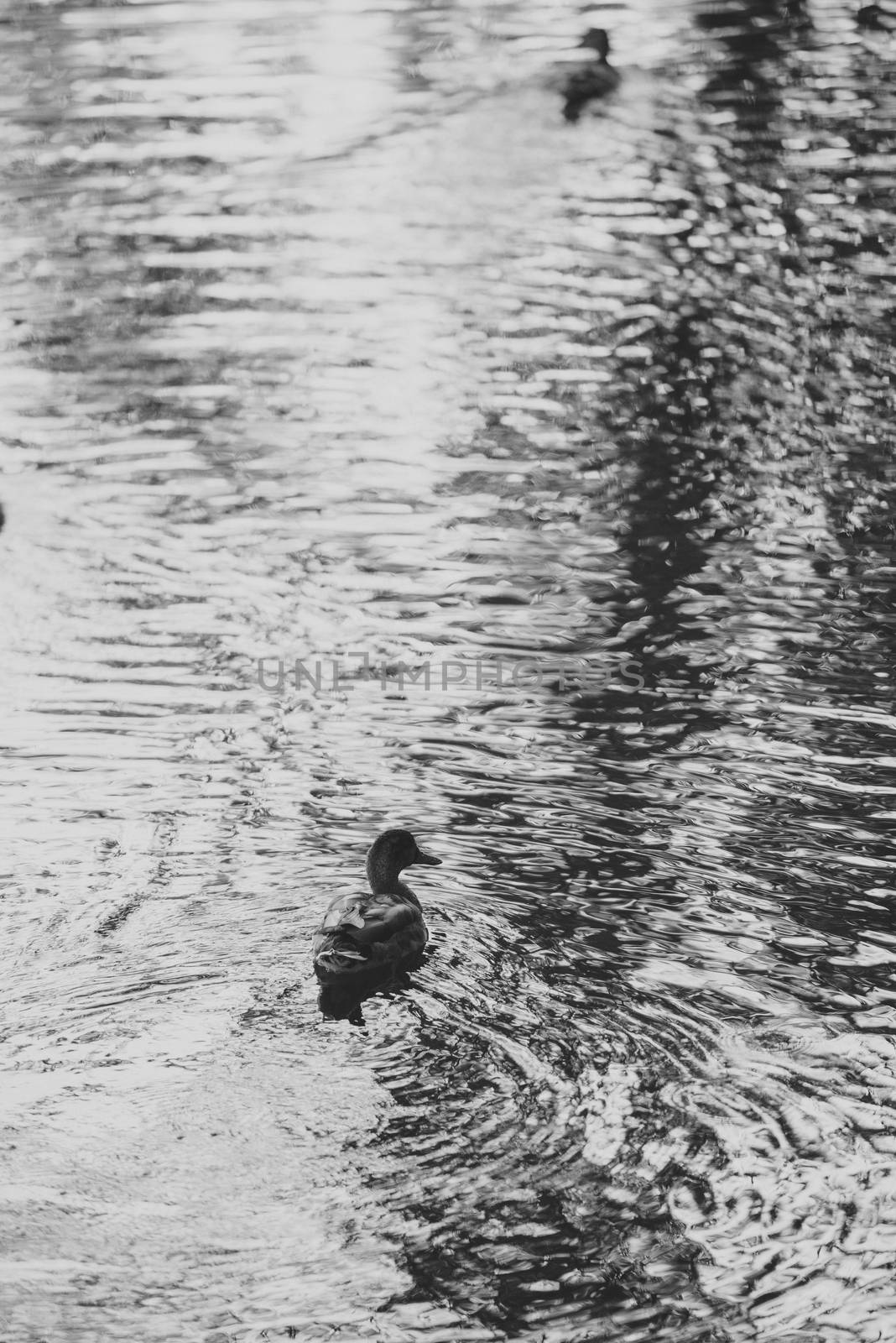 Two Mallard ducks at the bank of lake