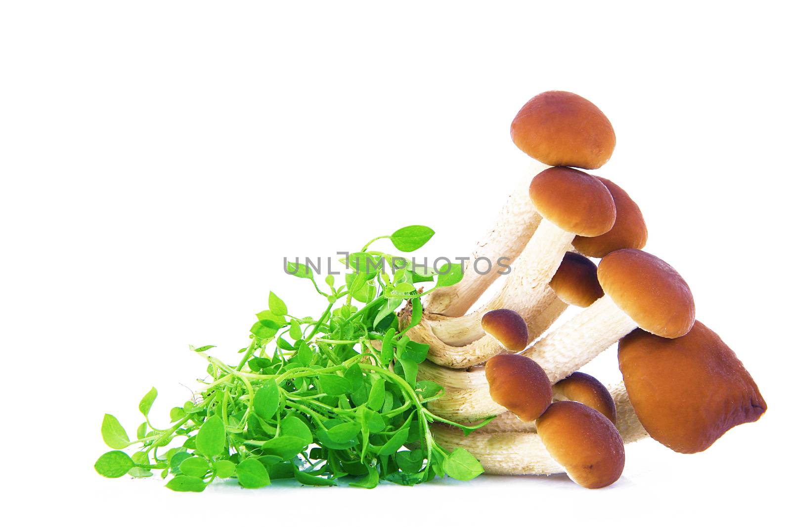 fresh mushrooms on white background