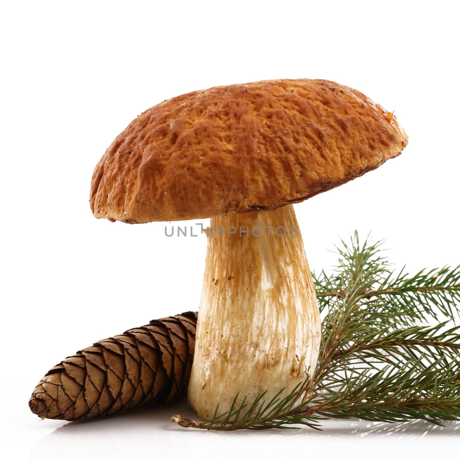 porcini mushrooms on white background