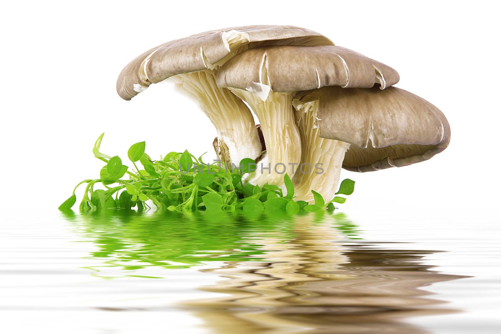 fresh mushrooms on white background