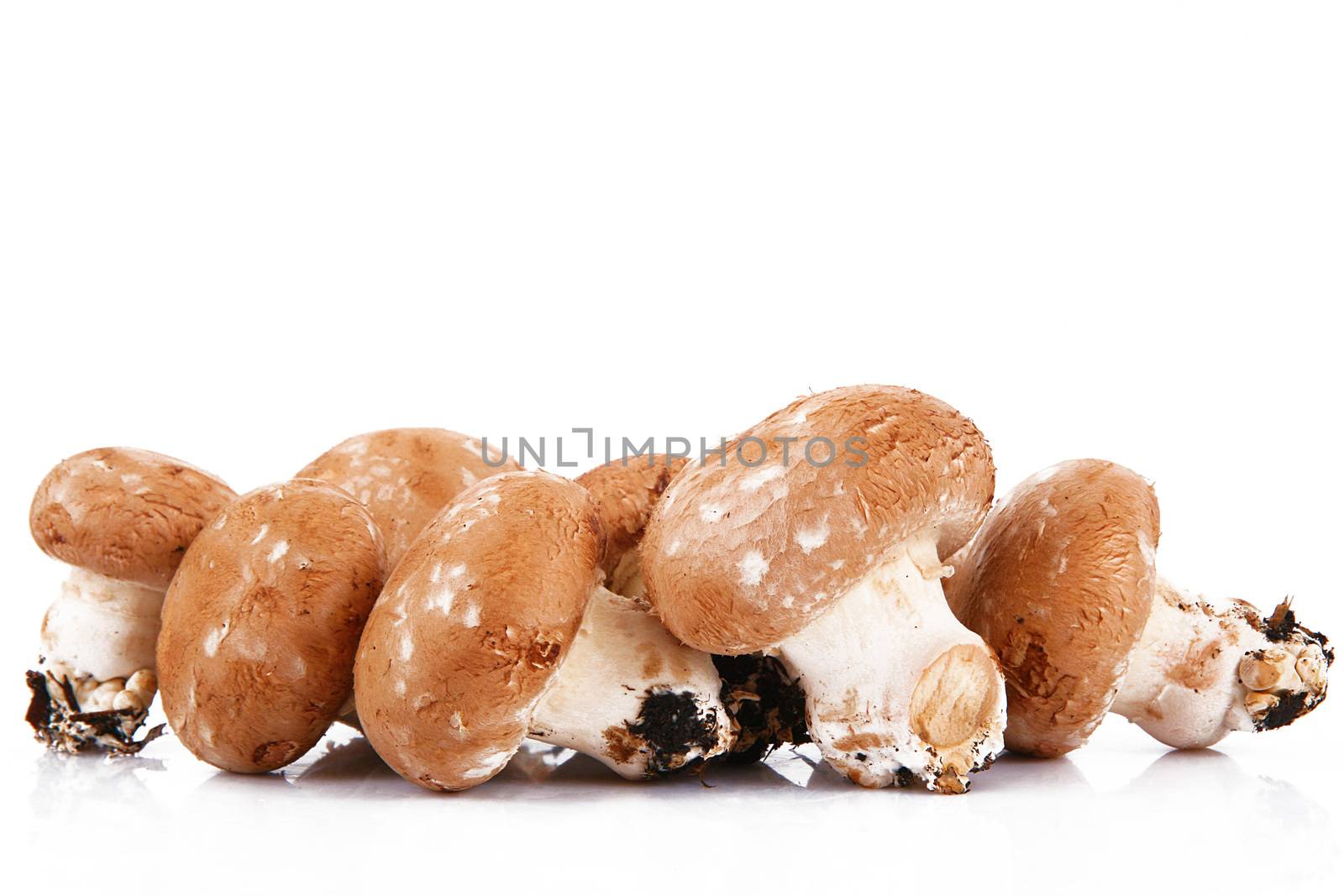 fresh mushrooms on white background