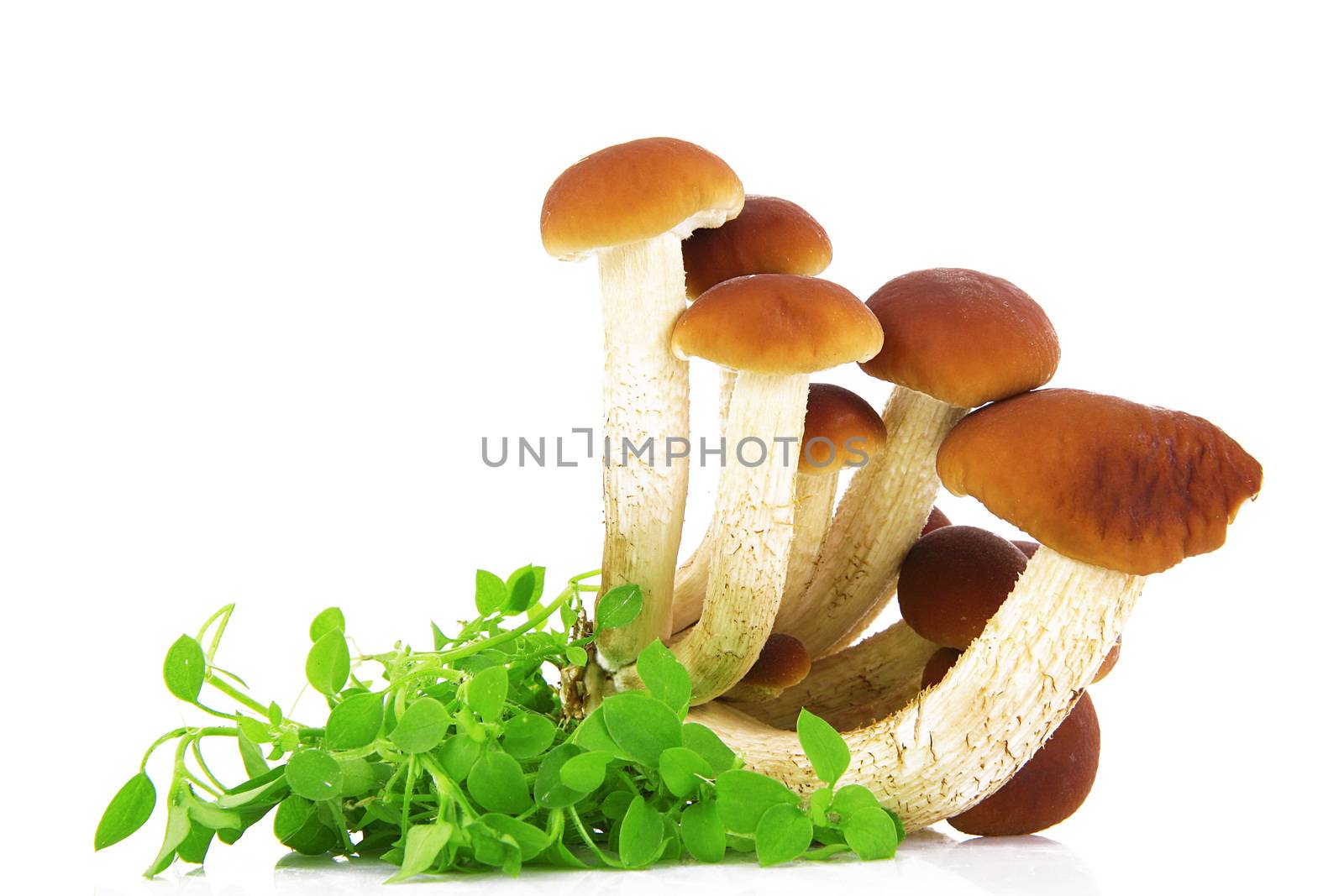 fresh mushrooms on white background