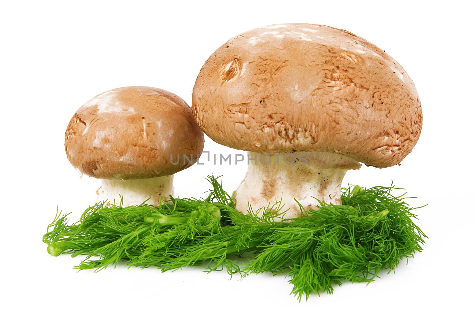 fresh mushrooms on white background