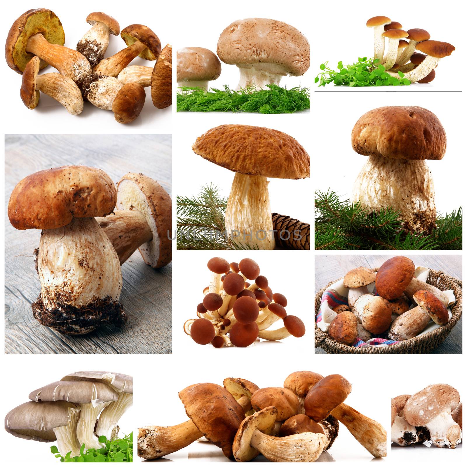 mushrooms collage on white background