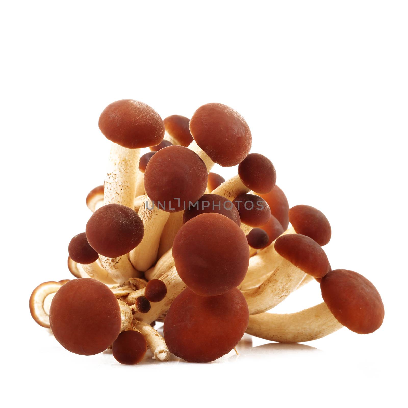 raw mushrooms on white background