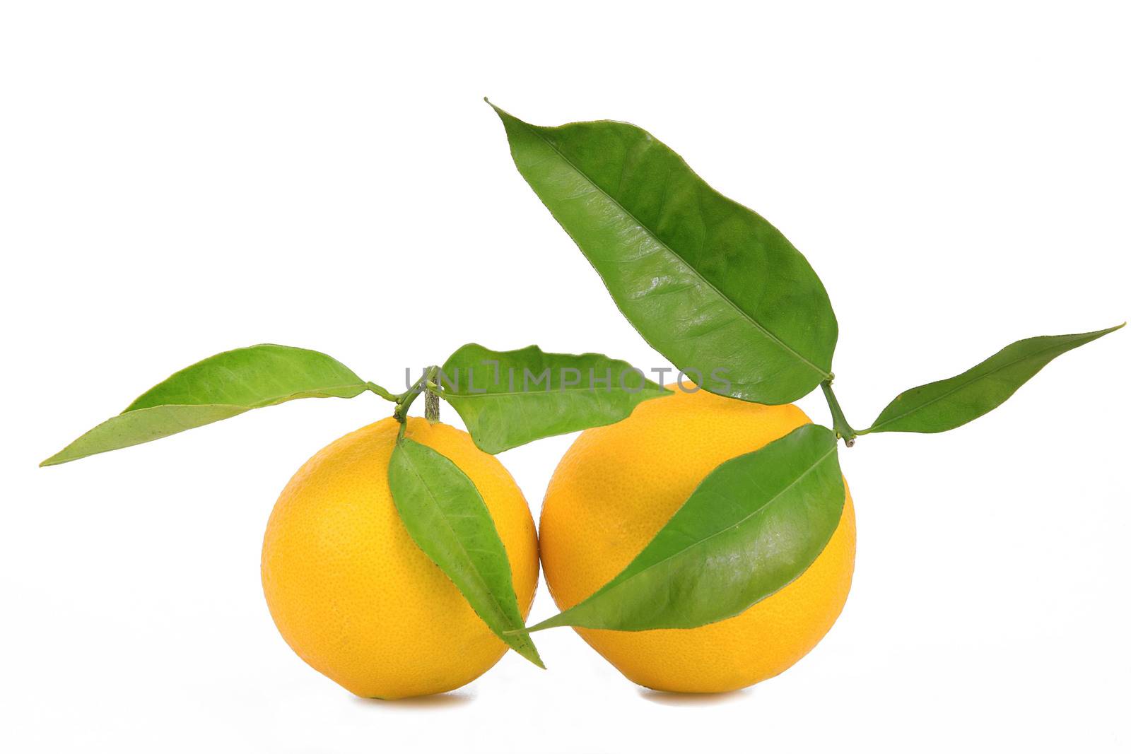 isolated orange on white background
