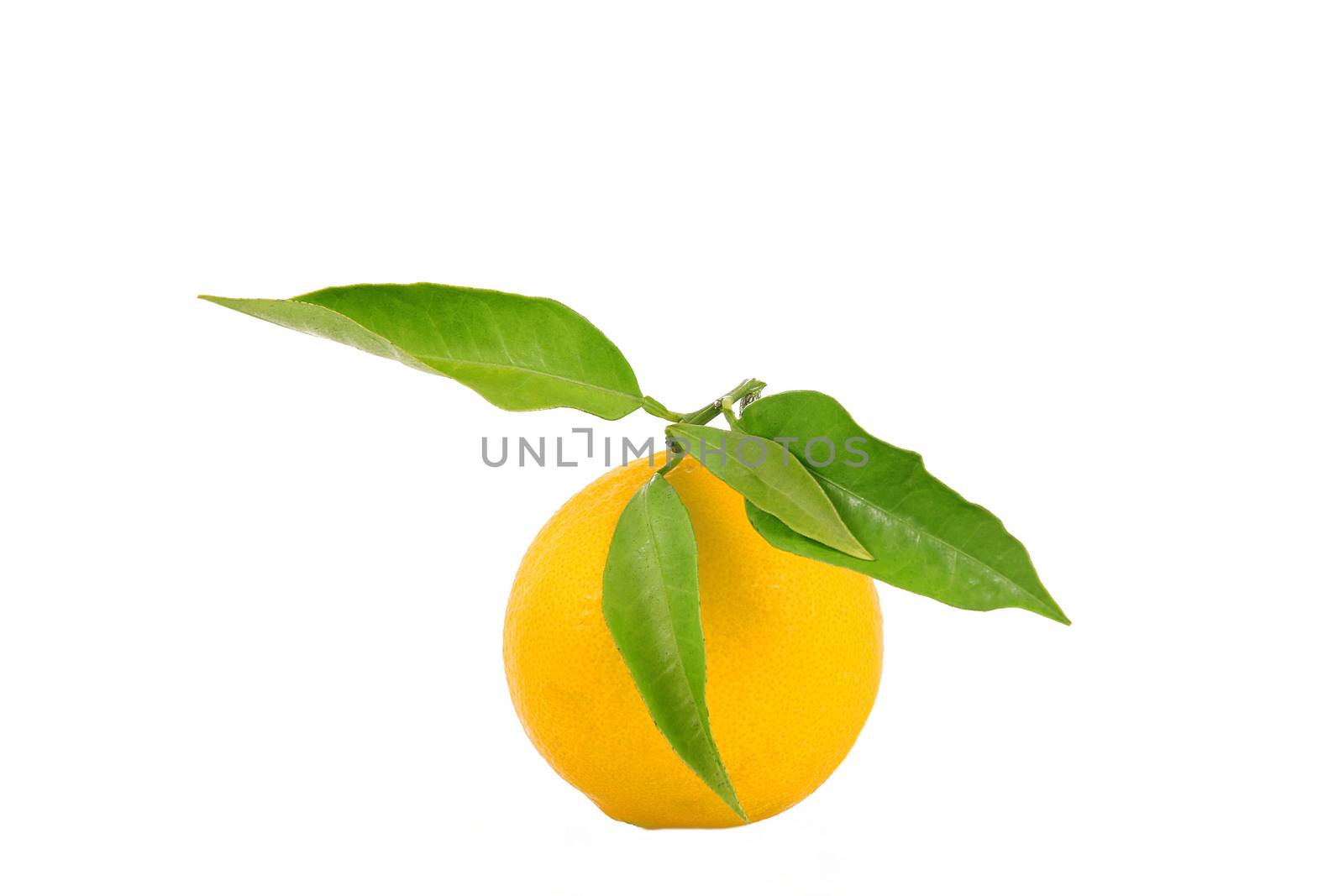 isolated orange on white background