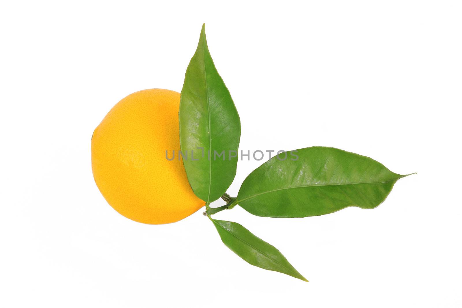 isolated orange on white background