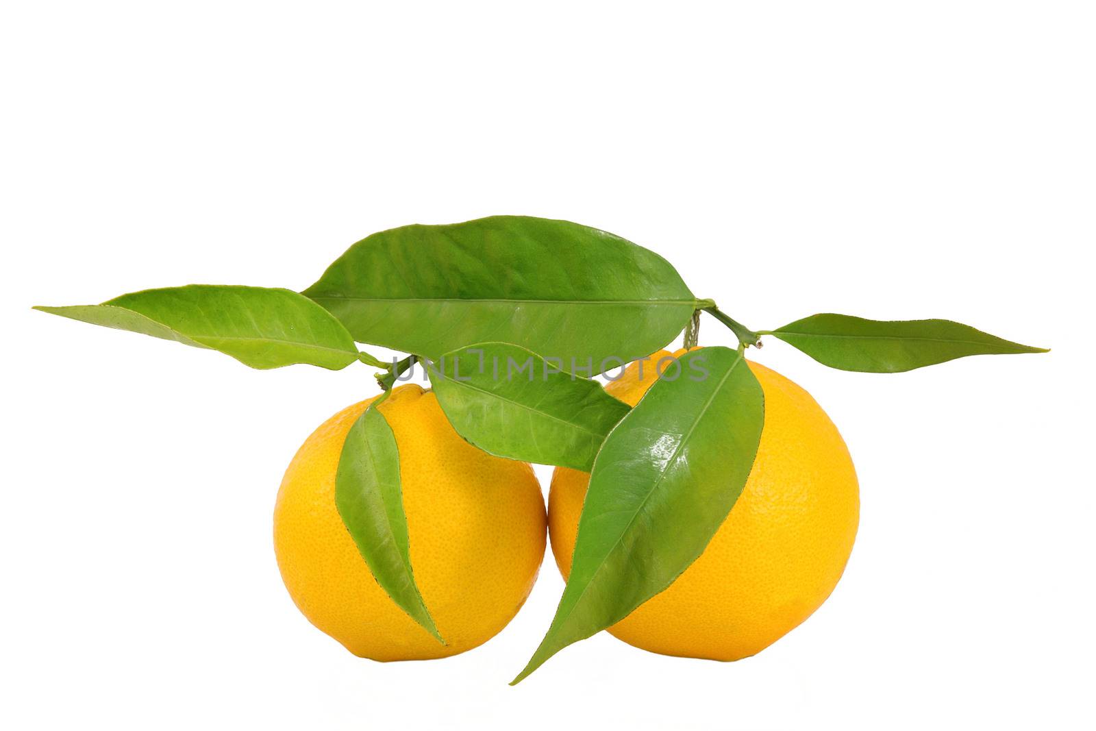 isolated orange on white background