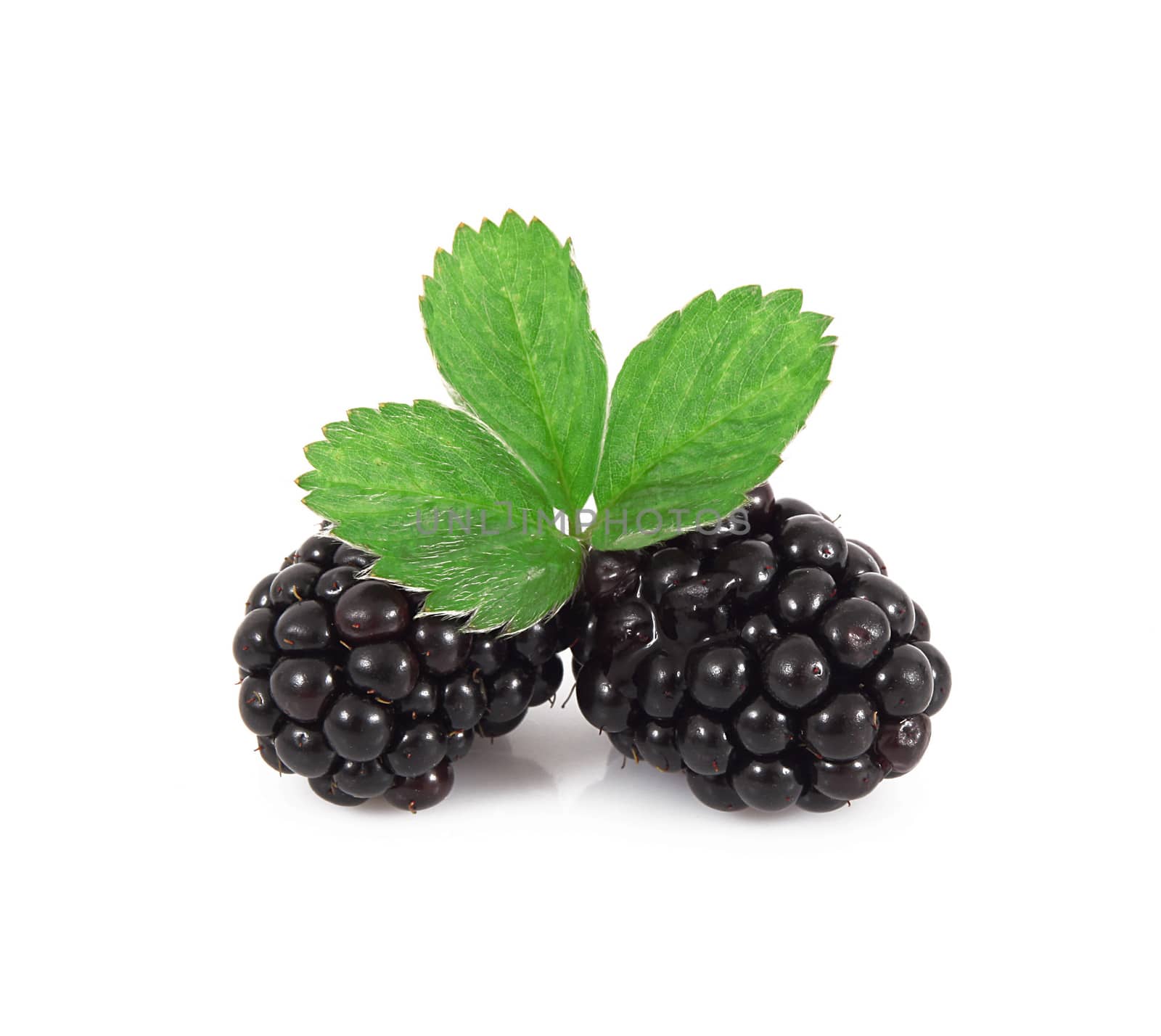 fresh blackberries on white background