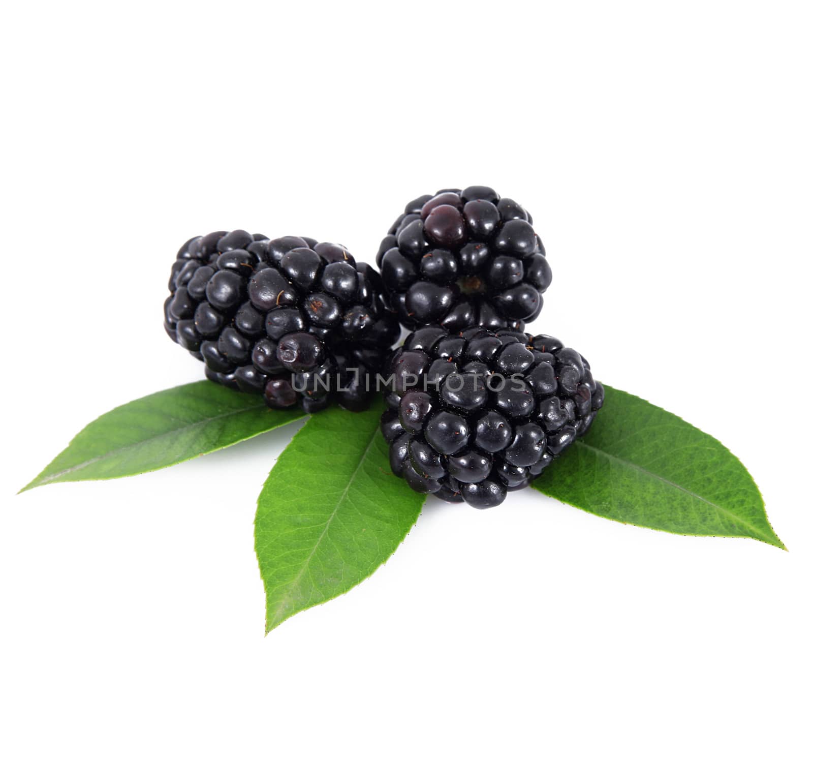 fresh blackberries on white background
