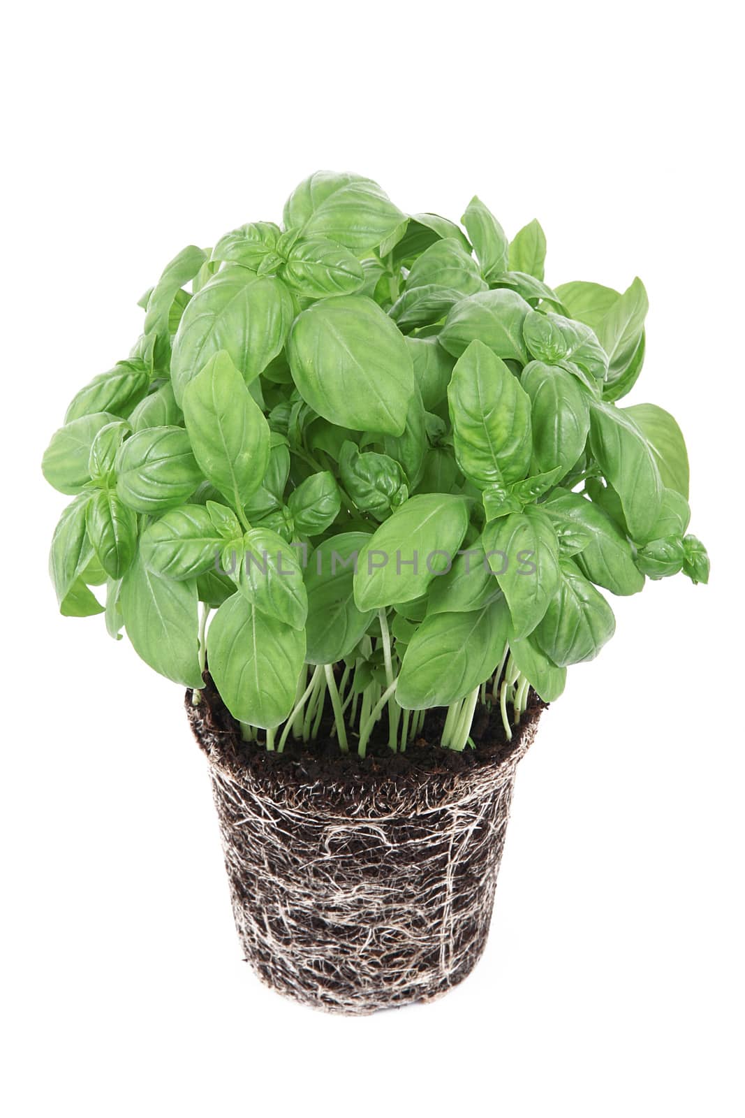 fresh basil leaves on white background