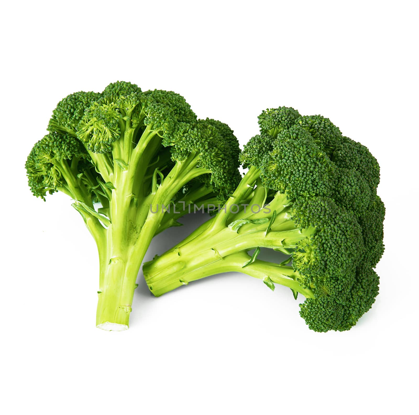 fresh cabbage on white background